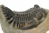 Detailed Hollardops Trilobite With Gerastos - Ofaten, Morocco #223715-3
